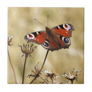 Peacock Butterfly Tile