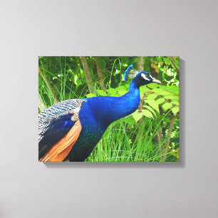 Peacock Canvas Print