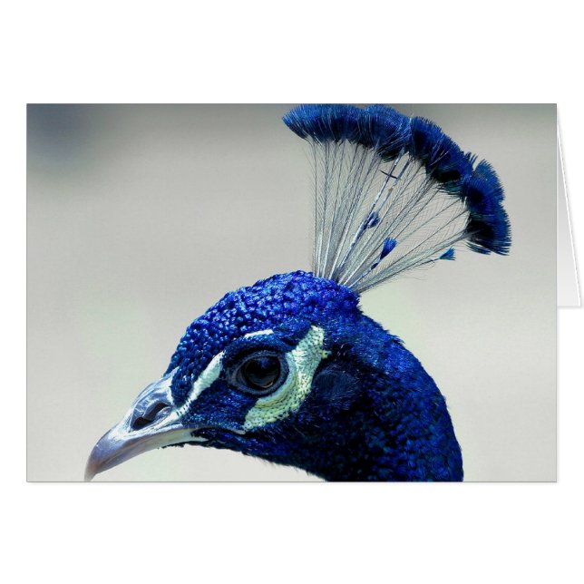 Peacock Closeup (Front Horizontal)