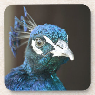 peacock coaster