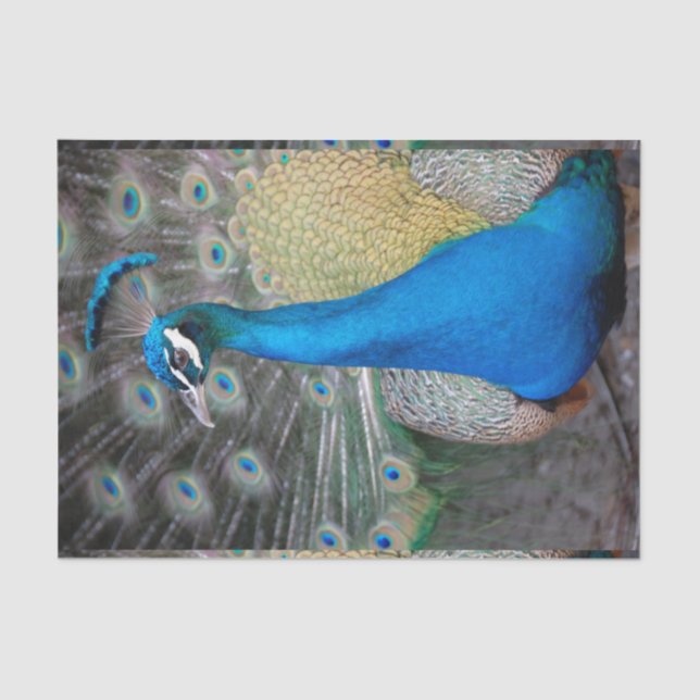 Peacock Colourful Close-up Tissue Paper (Front)