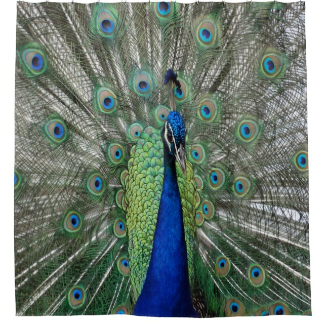 Peacock  Dance (Front)