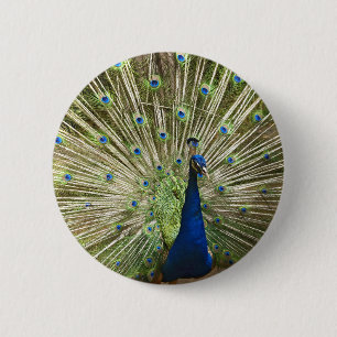 Peacock Display 2 Inch Round Button