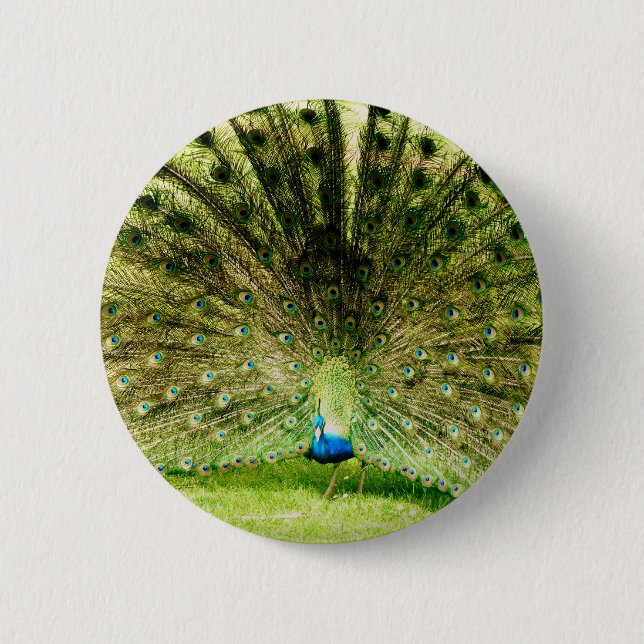 Peacock Display Colors 2 Inch Round Button (Front)