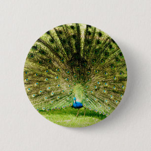Peacock Display Colours 2 Inch Round Button