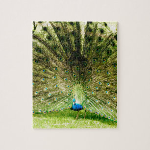 Peacock Display Colours Jigsaw Puzzle