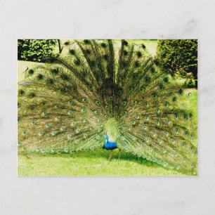 Peacock Display Colours Postcard
