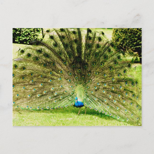 Peacock Display Colours Postcard (Front)
