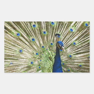 Peacock Display Sticker