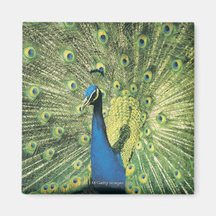 Peacock displaying magnet