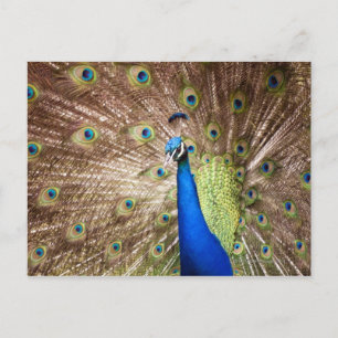 Peacock displaying plumage postcard