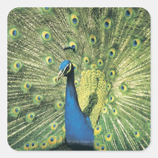Peacock displaying square sticker (Front)
