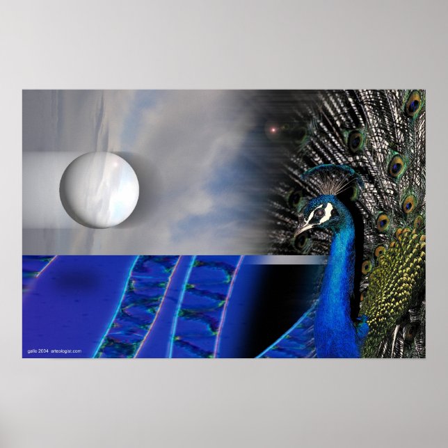 Peacock Dreams by Gregory Gallo Poster (Front)