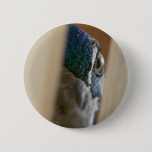 Peacock eye through wooden gate slats 2 inch round button
