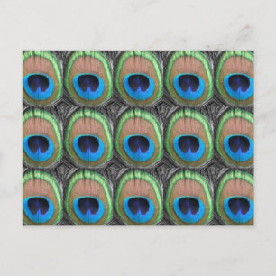Peacock Eyes Postcard