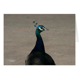 peacock face