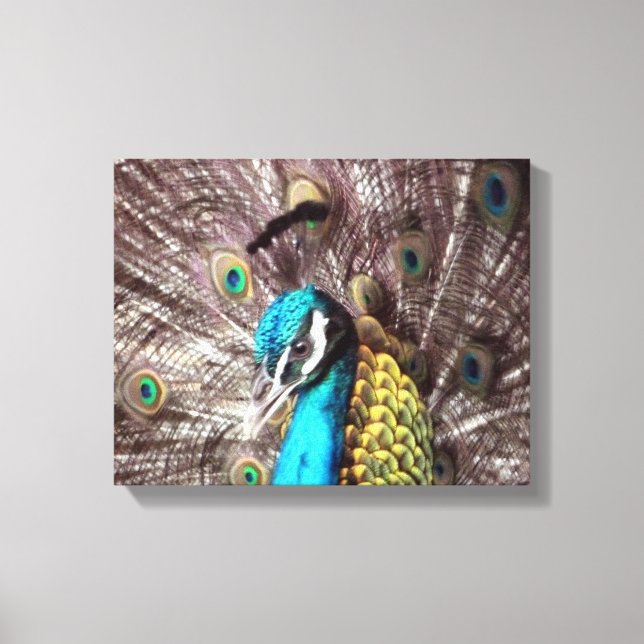 peacock face canvas print (Front)