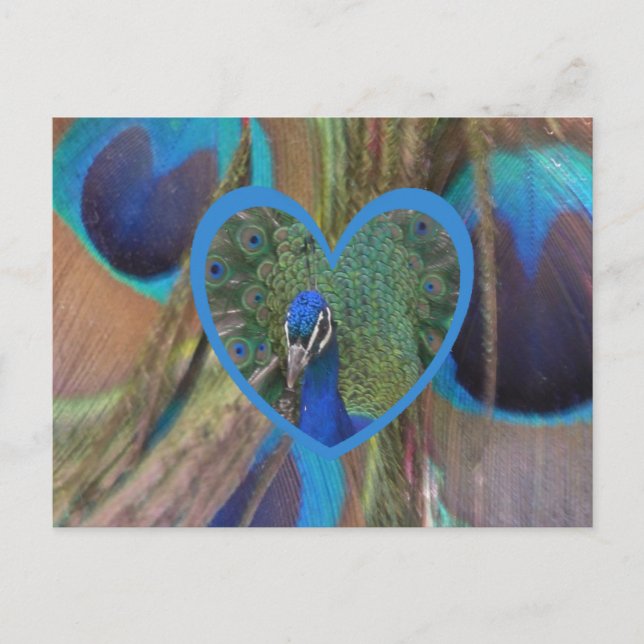 Peacock Face in Heart DIY Postcard (Front)