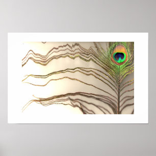 Peacock Feather 1 design by COHOE13 Poster