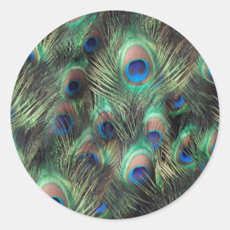 Peacock Feather Background Classic Round Sticker