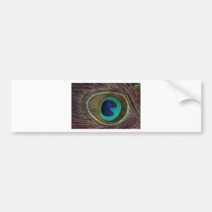 peacock feather bumper sticker