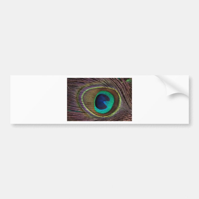 peacock feather bumper sticker (Front)