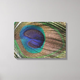 peacock feather canvas print