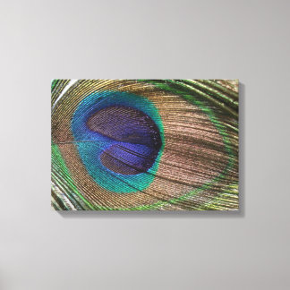 peacock feather canvas print