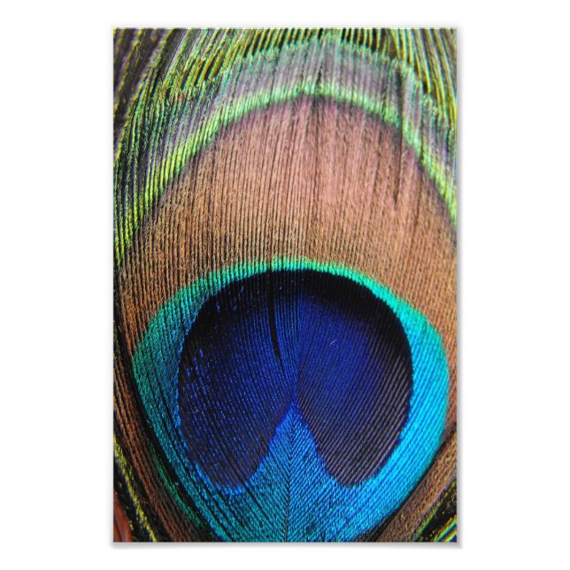 Peacock Feather Close-Up Photo Art (Devant)