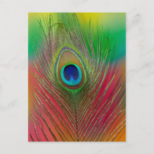 Peacock feather close-up postcard