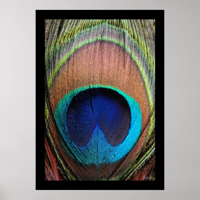 Peacock Feather Close-up Poster (Front)