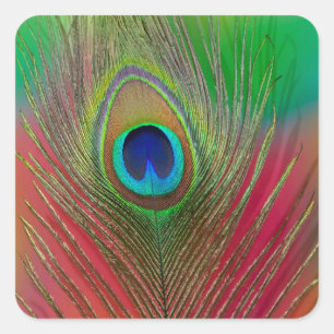 Peacock feather close-up square sticker