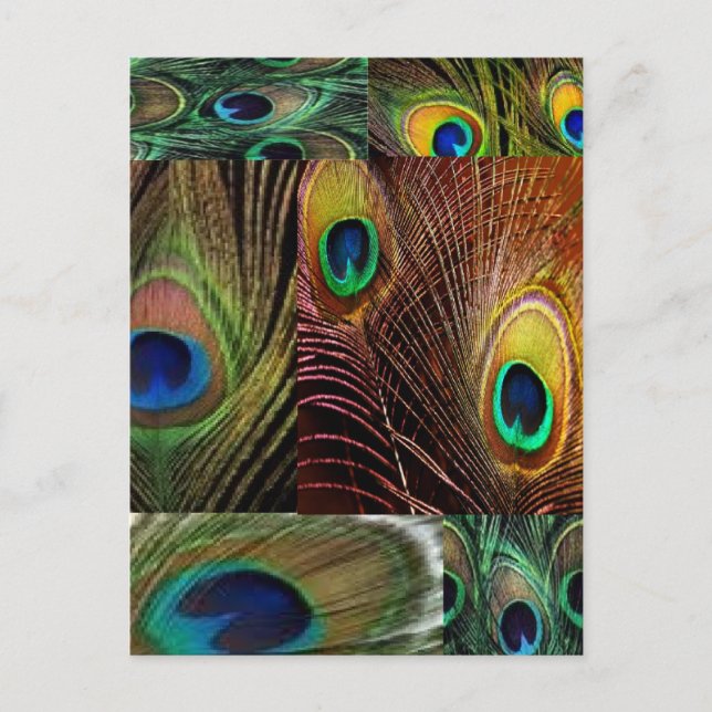 peacock feather collage postcard (Front)