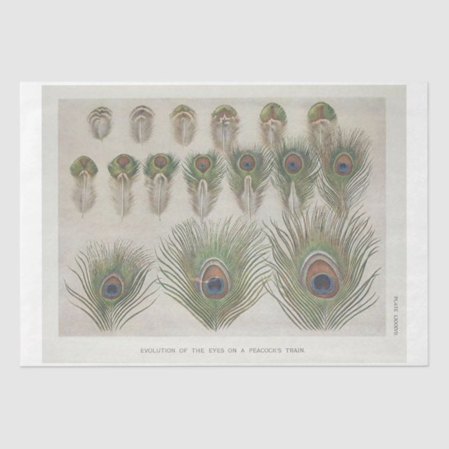 Peacock Feather Ephemera Decoupage Tissue Paper (Front)