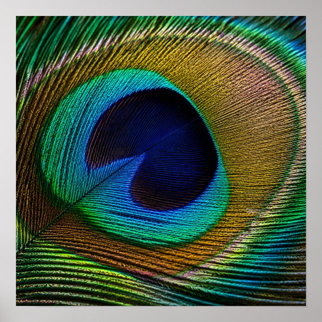 Peacock Feather Eye Poster (Front)