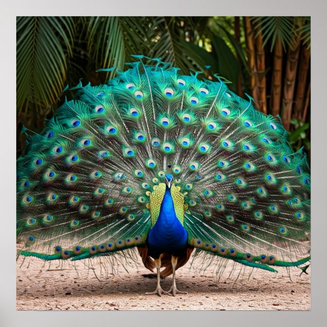 Peacock Feather Fanning  Poster (Front)