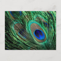 Peacock Feather Lucky