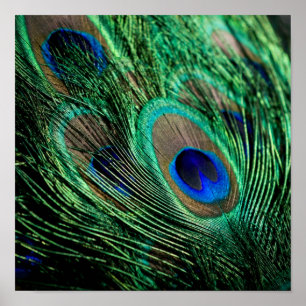 Peacock Feather Lucky Poster