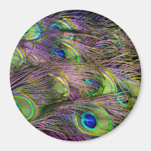 Peacock Feather  Magnet
