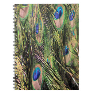 Peacock feather notebook