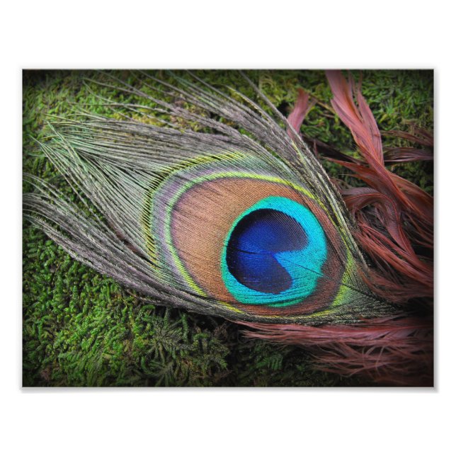 Peacock Feather on Green Moss Photographie Imprime (Devant)