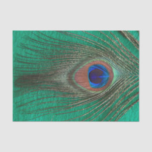 Peacock Feather on Green Tissue Paper