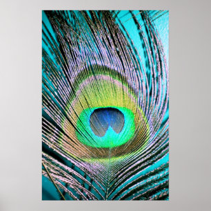 Peacock Feather on Turquoise Poster