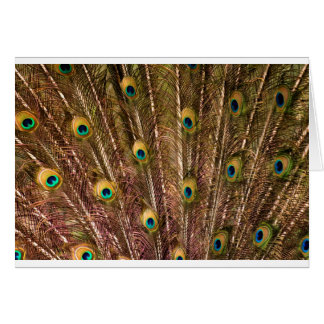 Peacock Feather Pattern