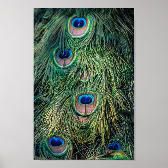Peacock Feather Pattern Poster (Front)
