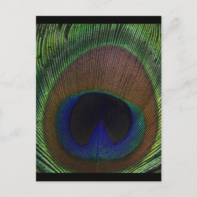 Peacock Feather Postcard (Front)