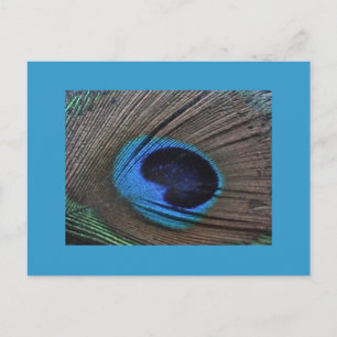 Peacock Feather Postcard