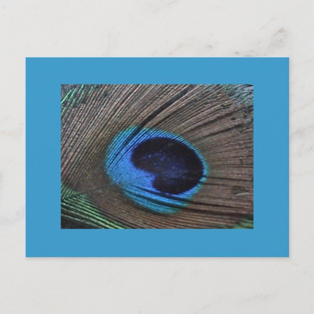 Peacock Feather Postcard (Front)