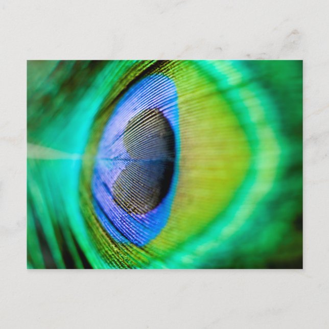 Peacock Feather Postcard (Front)