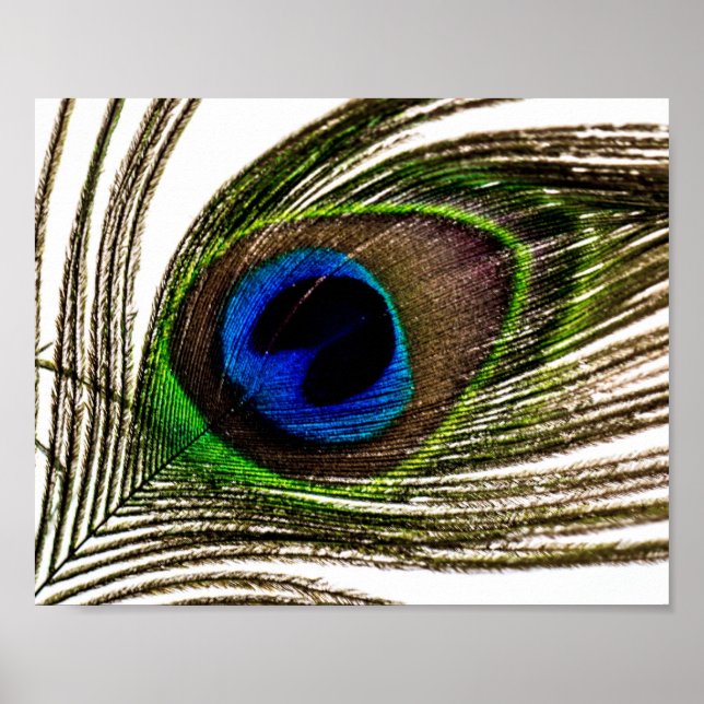 Peacock Feather Poster (Front)